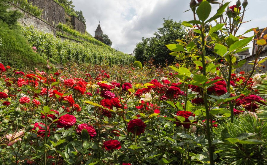Rapperswil Castle &amp; Rose Gardens, Rapperswil-Jona, Zurich, Switzerland